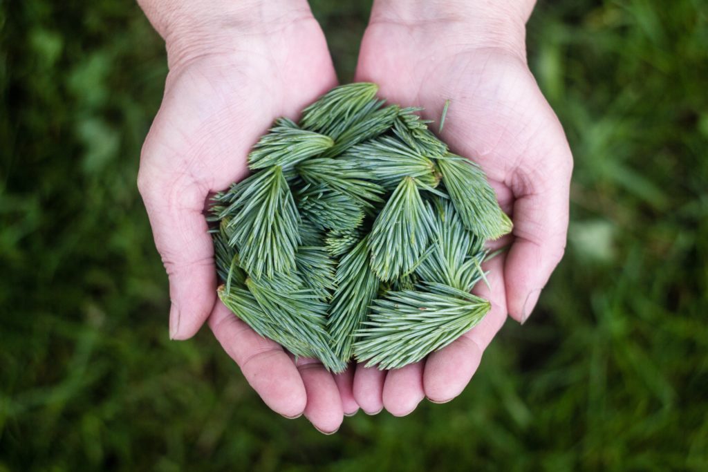 hands full of winter greenery