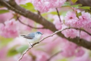 Bluebird in a blooming cherry tree